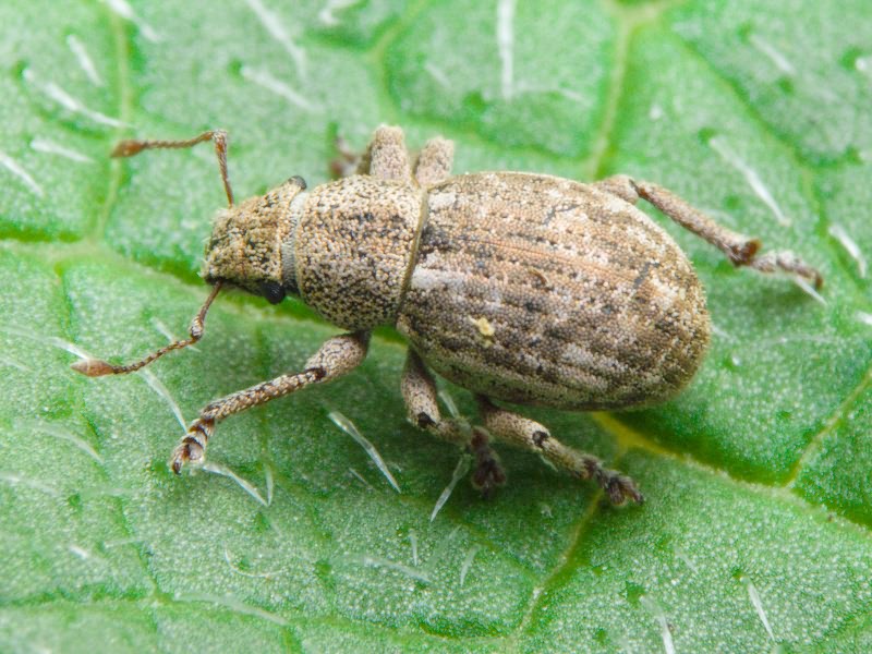 Strophosoma capitatum (De Geer, 1775)